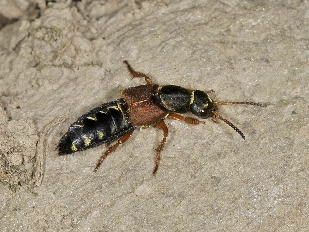 Staphylinus dimidiaticornis addormentato.